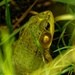 green frog  by rminer