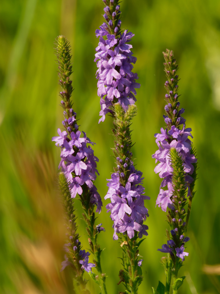 hoary vervain by rminer