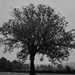 Calm tree by isaacsnek