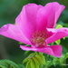 Pink Wild Rose by selkie