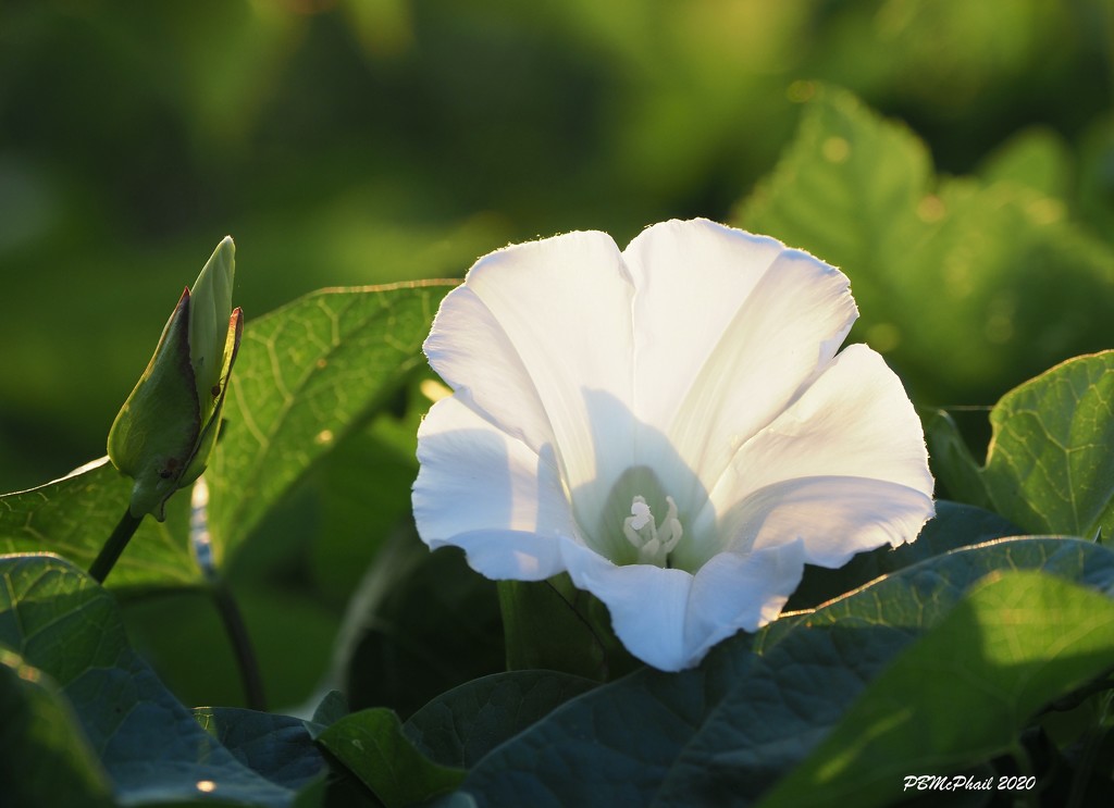 White Wild Rose by selkie