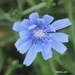 Chickory by selkie