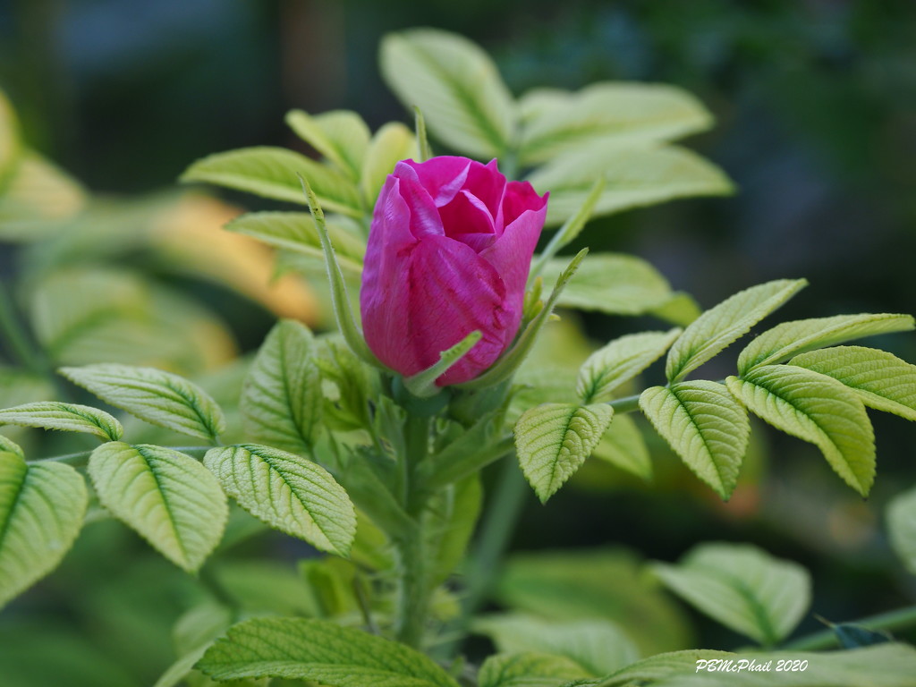 Wild Rose Bud by selkie