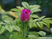 6th Jul 2020 - Wild Rose Bud