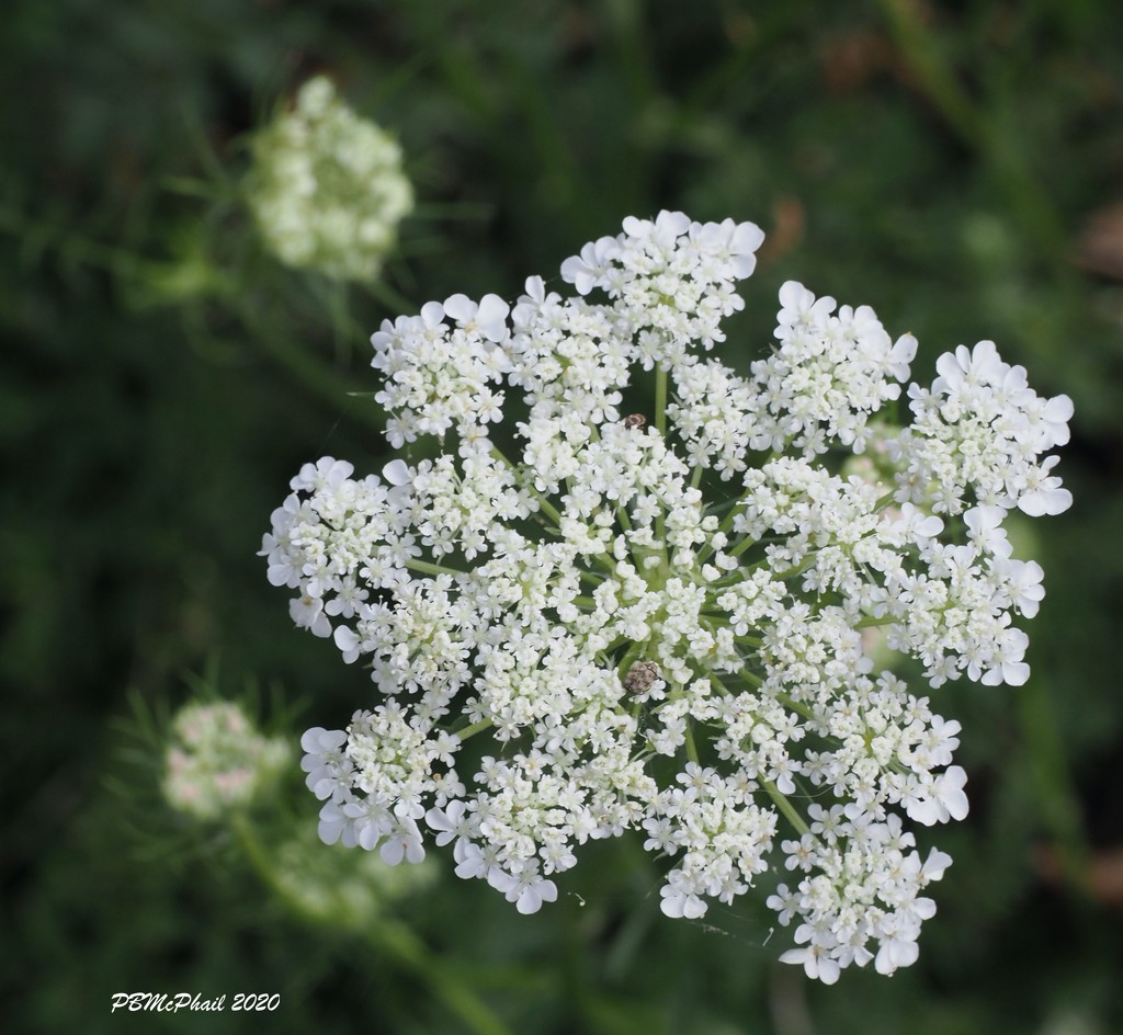 Queen Anne's Lace by selkie