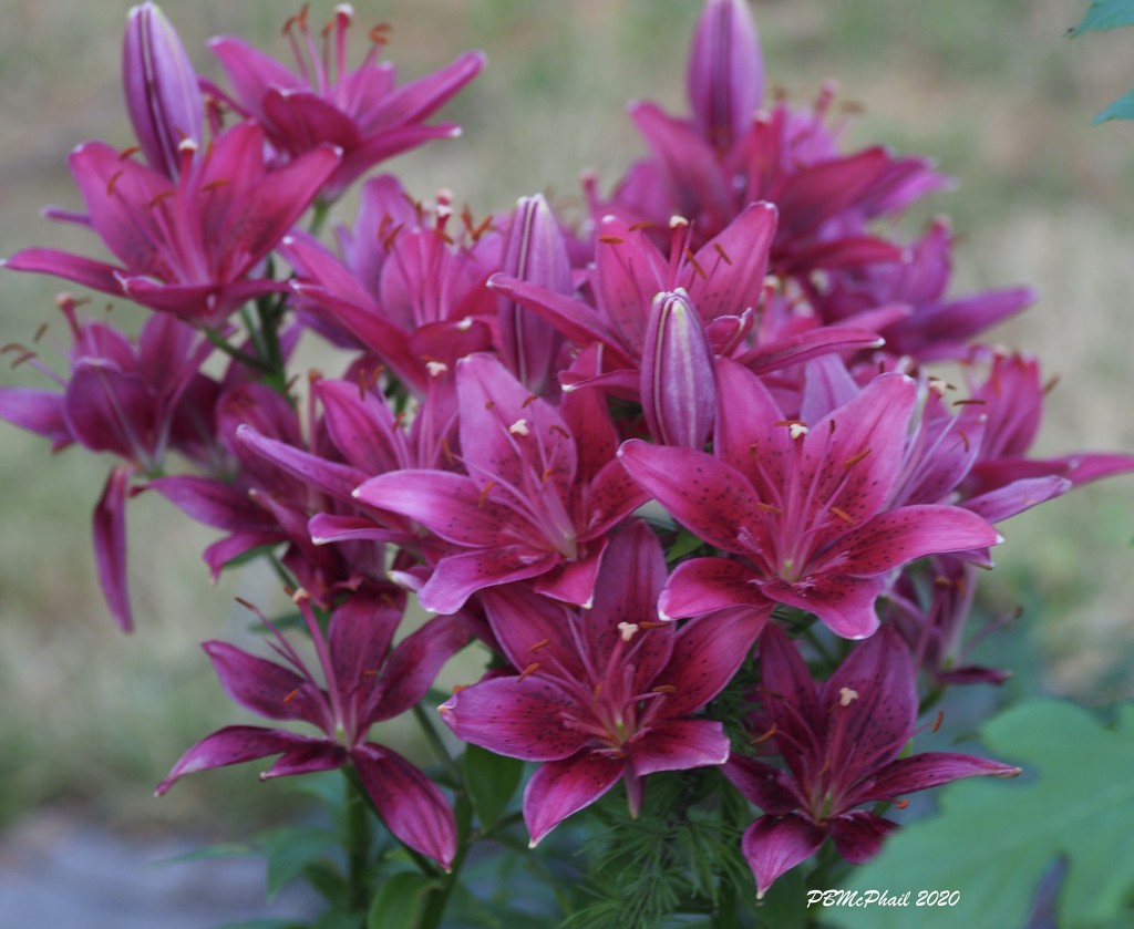 Lilies by selkie