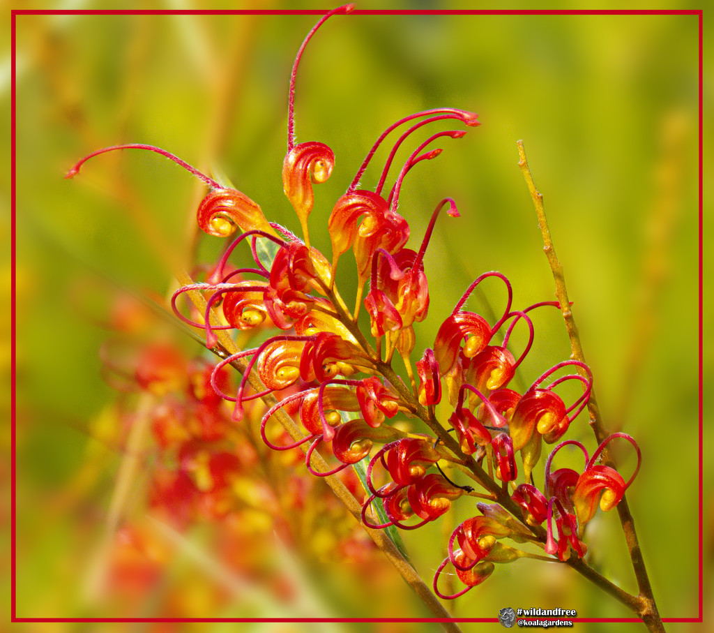another grevillea by koalagardens