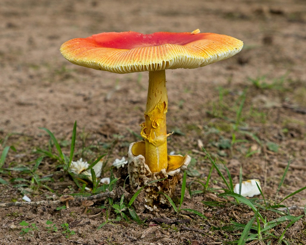 LHG-9676-mellow mushroom by rontu