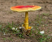 9th Jul 2020 - LHG-9676-mellow mushroom