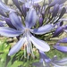 Agapanthus (2) by etienne