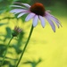 July 7: Cone Flower by daisymiller
