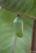 9th Jul 2020 - The chrysalis ... then the miracle