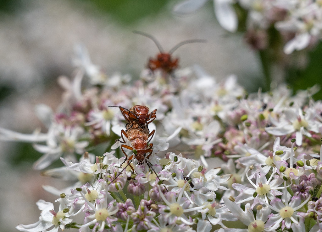 Insect heaven by inthecloud5