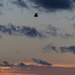 Black Hawk Sunset Departure by timerskine