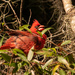 Mr Cardinal Doing I Don't Know What! by rickster549