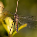 Dragonfly Hanging Out! by rickster549