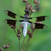 Common Whitetail (male) by annepann