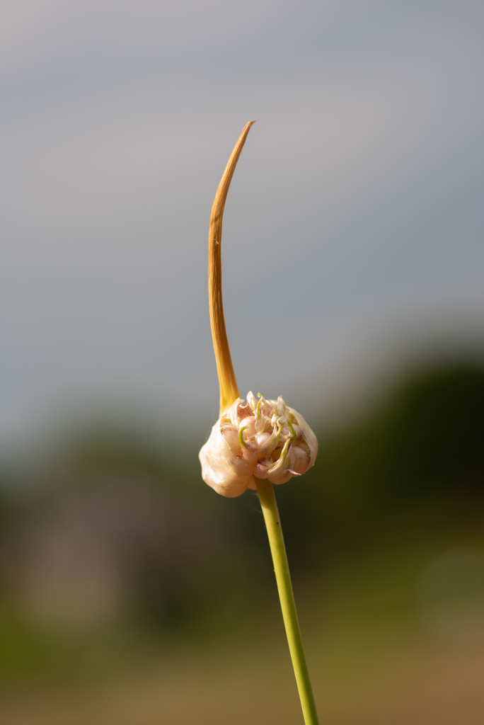 tiny little garlic  by jackies365