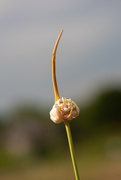 8th Jul 2020 - tiny little garlic 