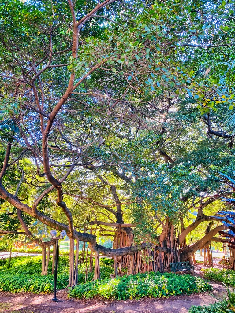 Under the banyan tree by corymbia