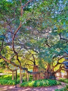 8th Jul 2020 - Under the banyan tree