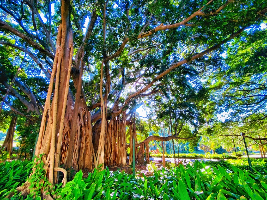 Curtain Fig by corymbia