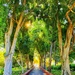 Weeping Fig Avenue by corymbia