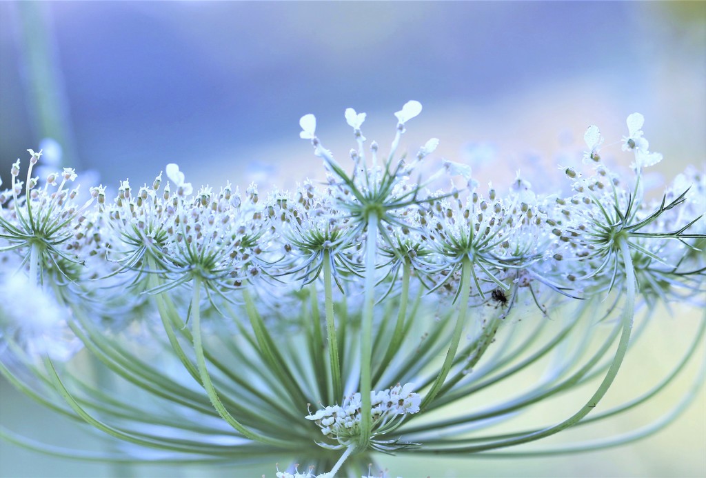 Queen Anne's Lace  by lynnz