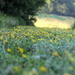 Flowery Path by lynnz
