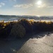 Seaweed by msfyste