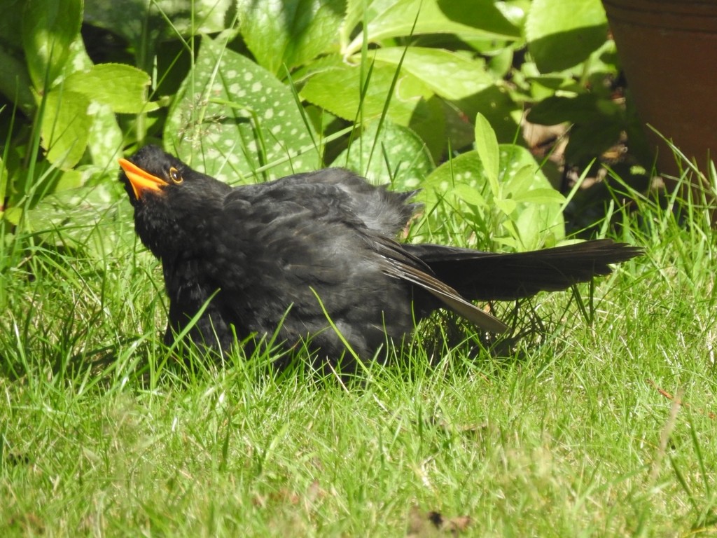Blackbird Sunning Itself by mattjcuk