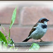 Mr Sparrow  by beryl