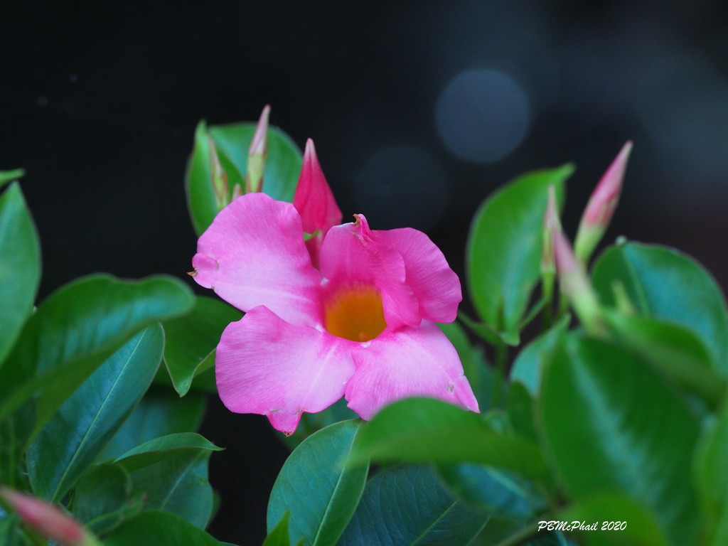 Pink Blossom by selkie