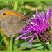 Meadow Brown Butterfly by carolmw