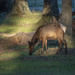US Army Elk by timerskine