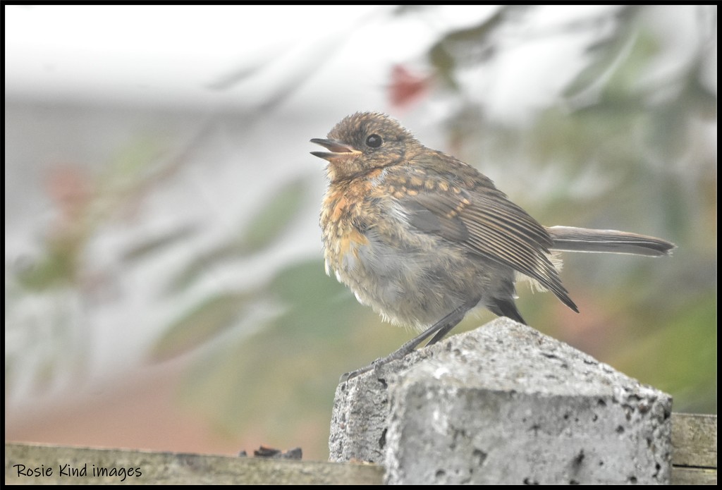 RK2_8721 Another baby robin by rosiekind
