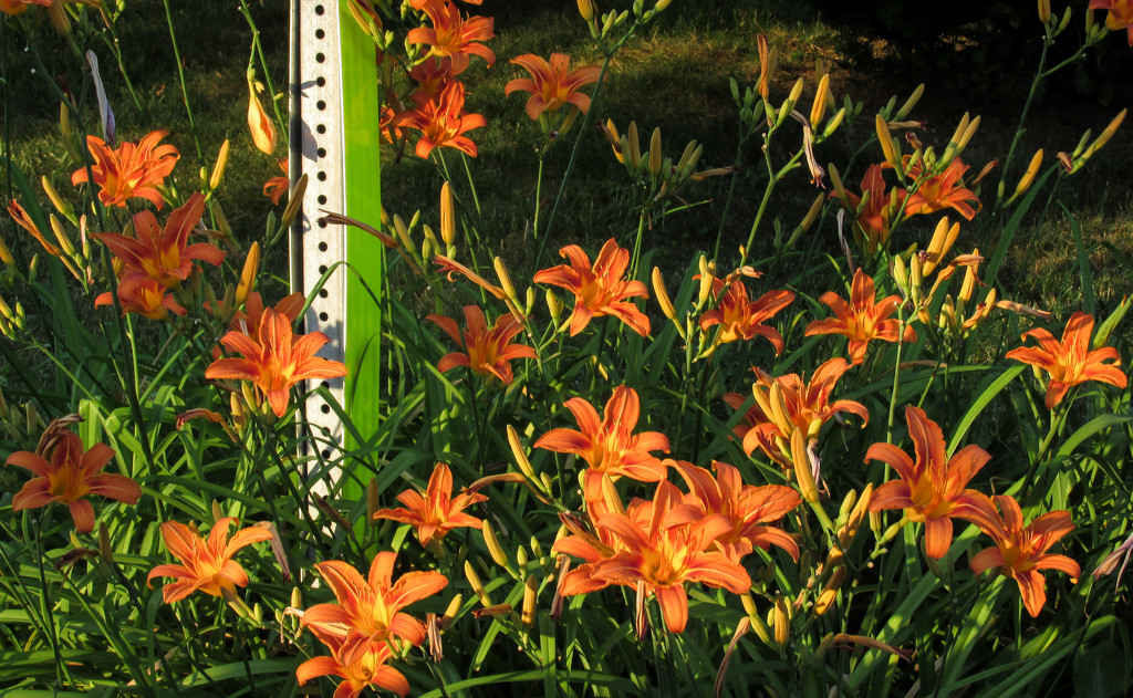 A patch of lilies in the evening sun by mittens