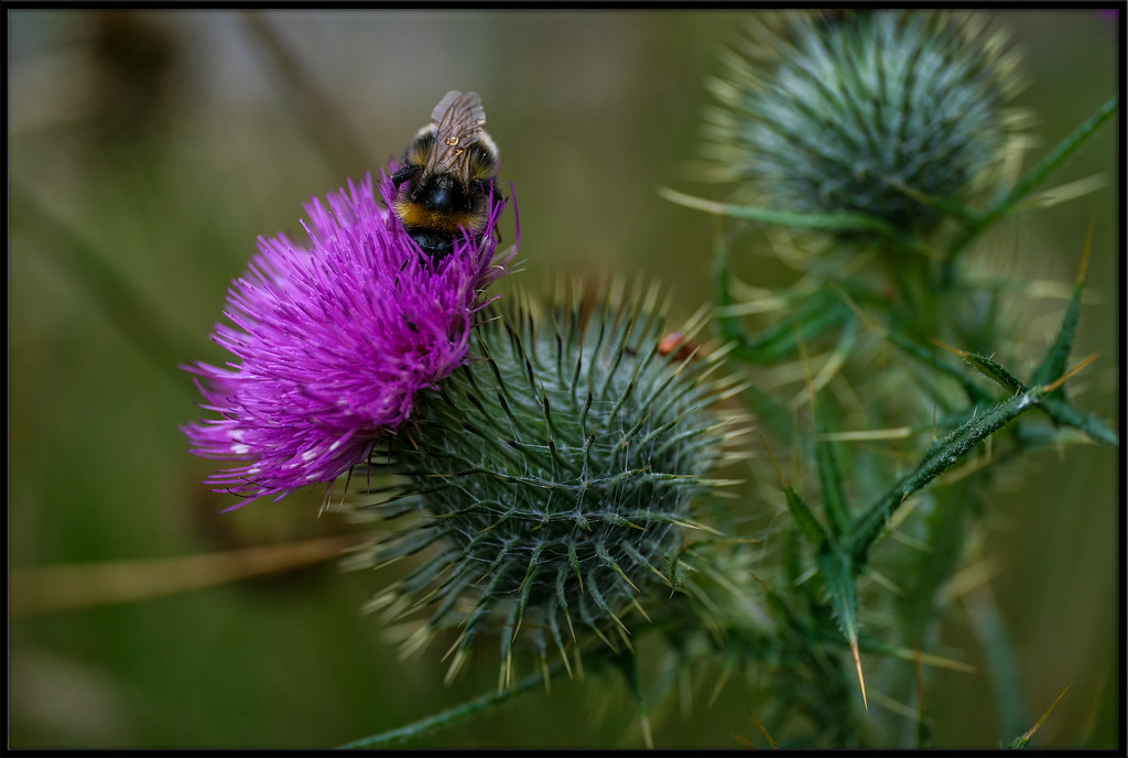 Thistle bee for the nectar by ellida