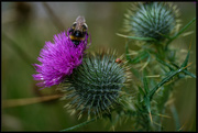 9th Jul 2020 - Thistle bee for the nectar