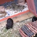 Guinea Pigs by cataylor41