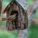 Nest Building by jyokota