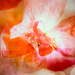 poppy in triplicate by pistache