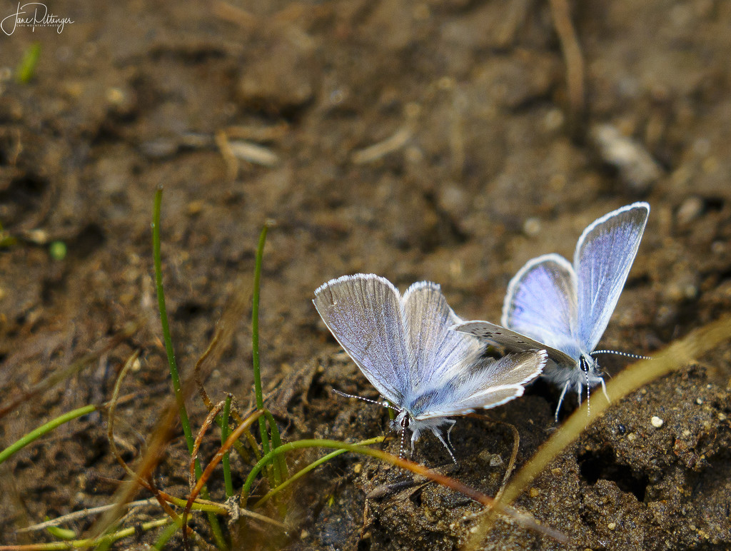 Blue Butterflies  by jgpittenger