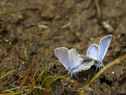 10th Jul 2020 - Blue Butterflies 