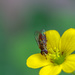 Hoverfly by skipt07