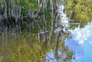 8th Jul 2020 - More Everglades
