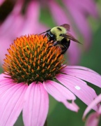 10th Jul 2020 - July 10: Bumblebee on Cone Flower