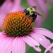 July 10: Bumblebee on Cone Flower by daisymiller