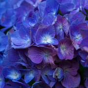 10th Jul 2020 - Hydrangea blue and purple