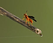 10th Jul 2020 - LHG-9689- Prancing red wasp